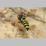 Cerceris arenaria - Sandknotenwespe w11 12mm mit Ruesselkaefer - Sandgrube Niedringhaussee.jpg